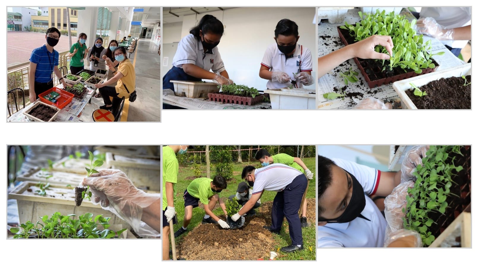 Six photos of masked students and teachers handling seedlings in trays and planting in soil outdoors.